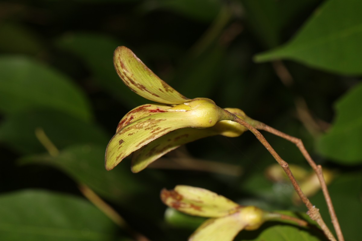 Doona cordifolia Thwaites